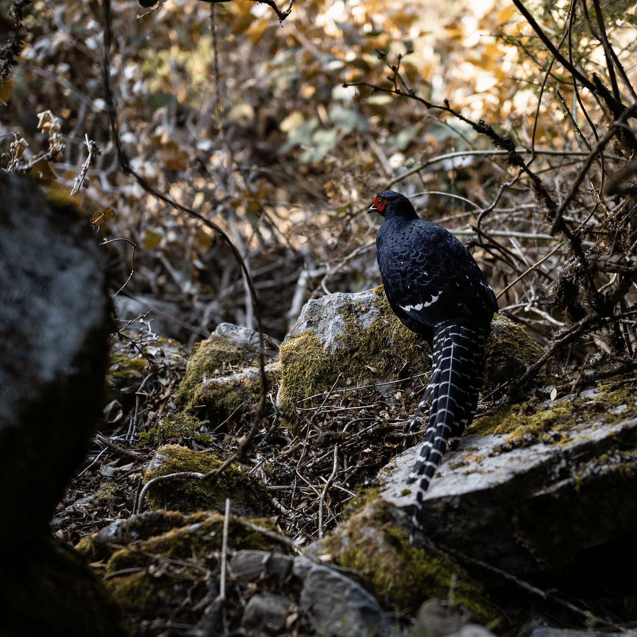 將山裡的故事，帶回人間