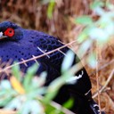 雪羊視界 Vision of a Snow ram