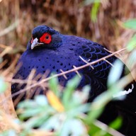 雪羊視界 Vision of a Snow ram